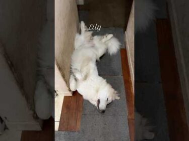 Lily リリー #greatpyrenees #todaysrunrun #グレートピレニーズ #今日のルンルン