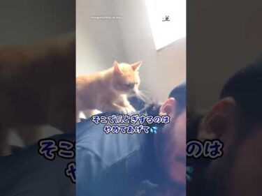そこで爪とぎするのはやめてあげて｜PECO