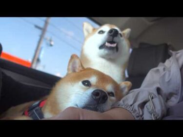実家の柴犬を車に乗せたら、柴犬はついに諦めました。