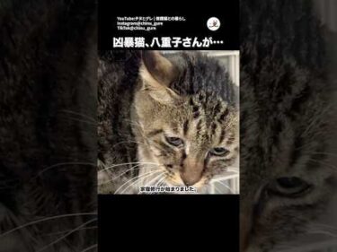 【保護猫】凶暴だった八重子さんの旅立ち｜PECO