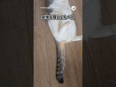 こんなことある？笑｜PECO