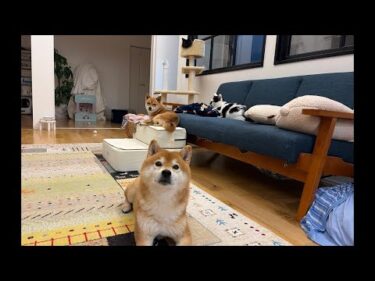 柴犬ハチグッズの販売ついてお知らせです📢