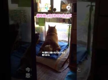 たばこ屋さんの看板犬シバくん｜PECO