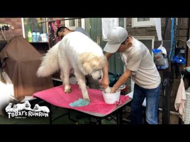 涼しくなり穴掘りが始まり…水洗いが必要になってきたリリーです　Great Pyrenees　グレートピレニーズ