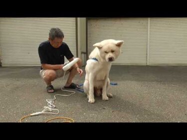 【秋田犬ゆうき】音が苦手なドライヤーは色んな所に力が入るので一日分の体力を使い果たす【akita dog】