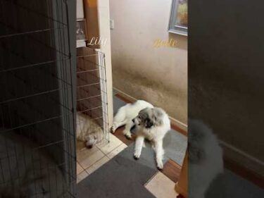 Belle Lily #greatpyrenees #todaysrunrun #グレートピレニーズ #今日のルンルン