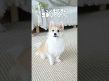 足跡もよだれも、拭き取りまでおまかせ。【新ルンバMAX 775C】