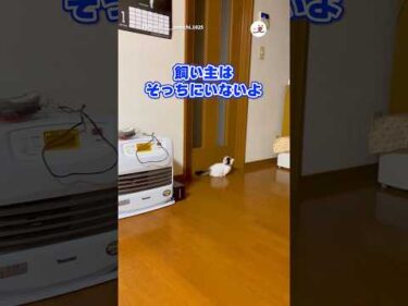 のしょのしょ歩くおもちさん｜PECO