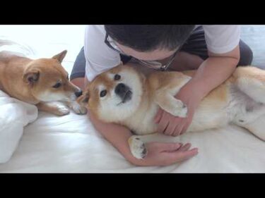 パパの異変を察した柴犬に救われました。