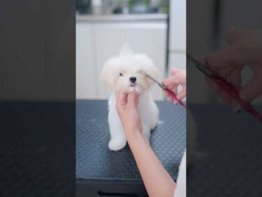 小さな舌が可愛い子犬をトリミングしたら・・・🐶