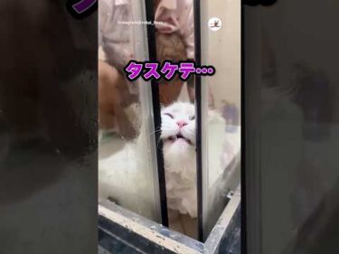 お尻が汚れたので洗われる猫｜PECO