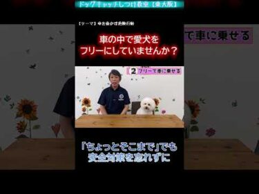 【危険行動その②】愛犬を車にフリーで乗せてない？【犬のしつけ】