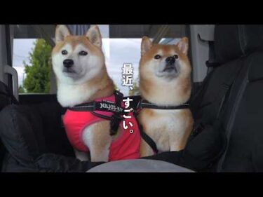 最近柴犬は仲良しすぎて‥車中泊で遂にここまできました。