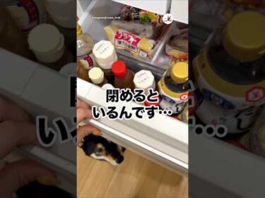 開けた時はいなかったのに…｜PECO