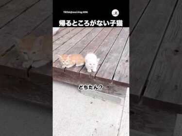 可愛い子猫を保護しました｜PECO