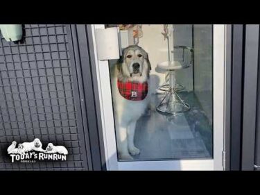 シャンプーして真っ白になったけどリリーと全力で遊ぶベルです　Great Pyrenees　グレートピレニーズ