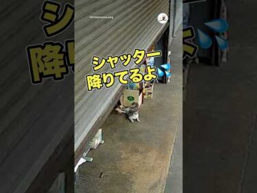 シャッターが降りてきてるのに…｜PECO