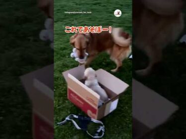 新しい家族がやってきて…｜PECO
