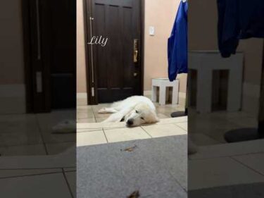 Lily リリー #greatpyrenees #todaysrunrun #グレートピレニーズ #今日のルンルン