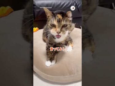 難聴猫さんが主さんの存在に気づいた瞬間｜PECO