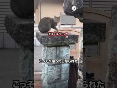 こっそり撮ったら怒られた｜PECO