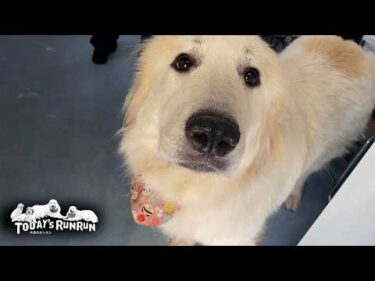 シャンプー後の夜中にケンカしたので犬舎一泊したベルとリリーです　Great Pyrenees　グレートピレニーズ