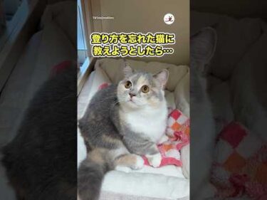 登り方を忘れた猫に教えようとしたら…｜PECO