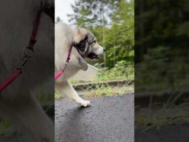 Belle ベル #greatpyrenees #todaysrunrun #グレートピレニーズ #今日のルンルン