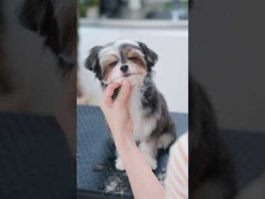 トリミングで居眠りしちゃう子犬