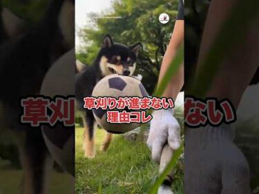 今日も草刈りが進まない｜PECO