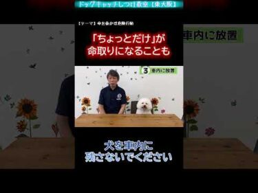 【危険行動その③】「ちょっとだけ」が危険！犬を車内に放置しないで【犬のしつけ】