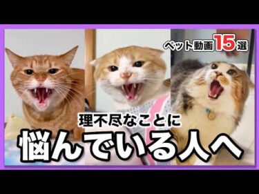 【今日、嫌な思いをした人へ】猫社会もまぁまぁ理不尽だった🤣 15選｜PECO
