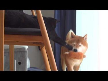 何度も猫パンチされる柴犬、まさかの反応。
