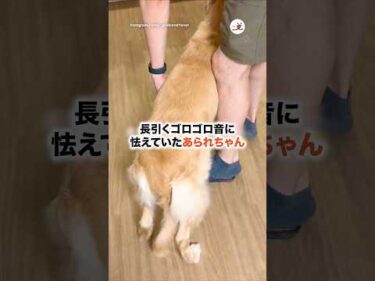 雷が苦手なワンコたちへ｜PECO