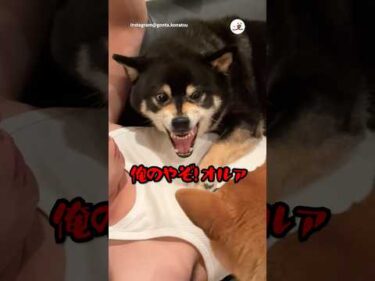 息子が取り合いされてた｜PECO