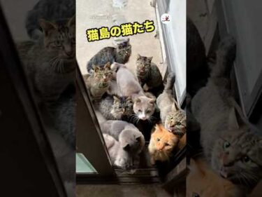 猫島に暮らすとこうなる｜PECO