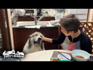 毎日お利口なのでお母さんに毎日褒めてもらうベルです　Great Pyrenees　グレートピレニーズ