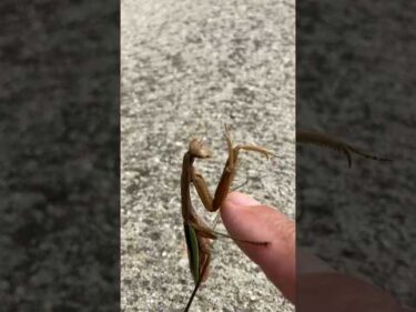 ややこしい人に見つかってしまったカマキリ