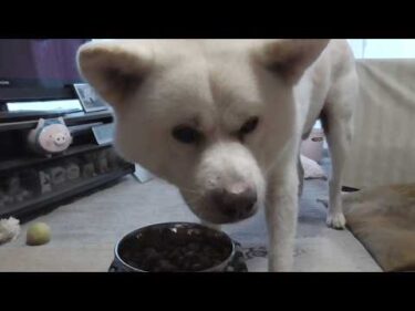 【秋田犬ゆうき】ゆっくり食事をしていたら誰か来たのでめっちゃスピードアップし食べきって出迎える【akita dog】