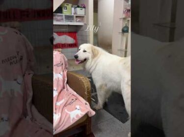 Belle ベル #greatpyrenees #todaysrunrun #グレートピレニーズ #今日のルンルン