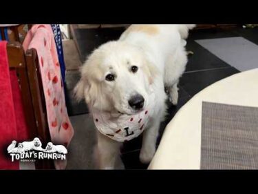 散歩待ちの不満をお母さんにお喋りで伝えるリリーです　Great Pyrenees　グレートピレニーズ