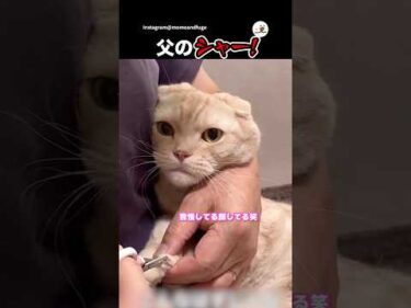 大人しく爪を切られるふうがくん｜PECO