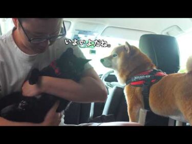 10月の旅に向けて、黒猫ゴマが初参戦したら思わぬ成果が。