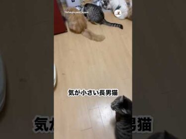 優しすぎるお兄ちゃん猫｜PECO
