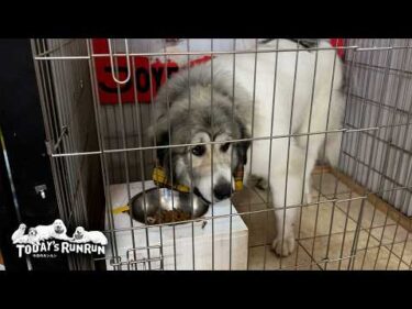 ご飯を1分半で食べるベルとのんびり20分かかるリリーです　Great Pyrenees　グレートピレニーズ