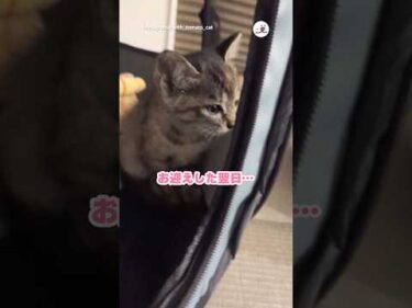 【保護猫】お腹いっぱいでウトウト…｜PECO