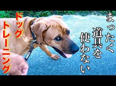 【ドッグトレーニング】めちゃ簡単！音で愛犬をコントロール