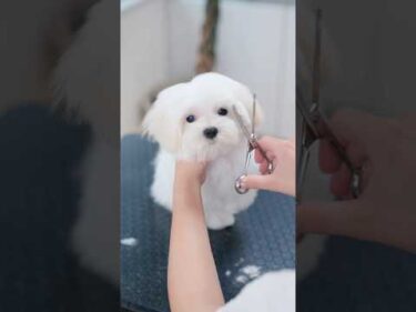 マルチーズの子犬が初めてのヘアカットしたら・・・✂️