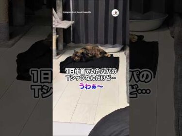 1日中着ていたパパのTシャツなんだけど…｜PECO