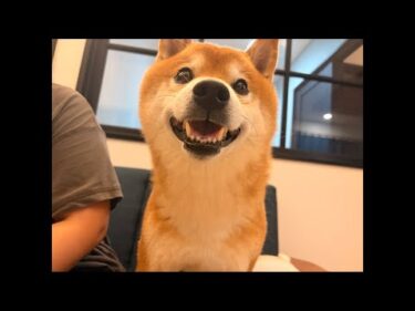 柴犬ハチ家、ゲリラ豪雨のようなすごい夜でした